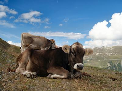 Cows on Sorrebois II
