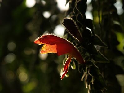 Tropical greenhouse 3