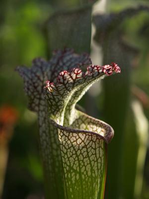 Fly catcher 1