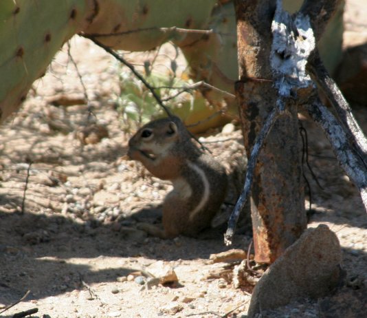 chipmunk.jpg