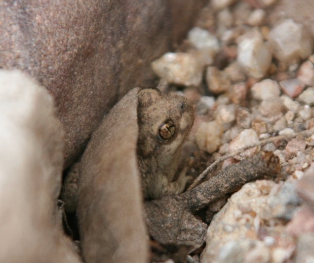 toad.jpg