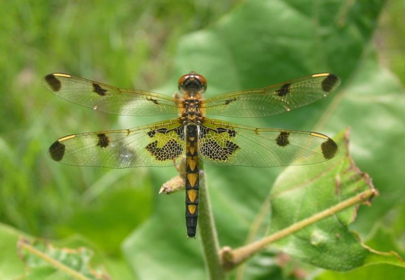 Calico Pennant (female)