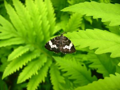 Unidentified Moth