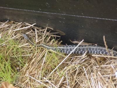 Full Garter Snake