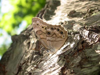 Northern Pearlyeye