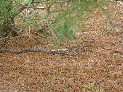 Milk Snake