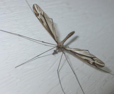 Crane Fly