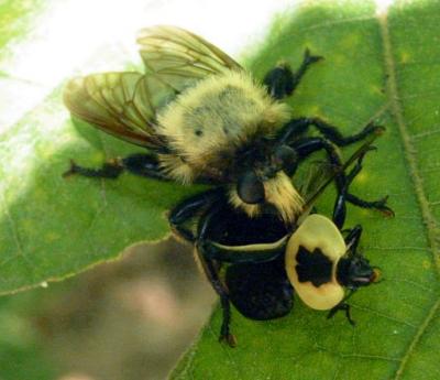 Robber Fly vs. Carrion Beetle