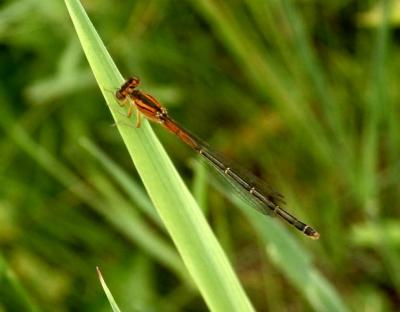 Eastern Forktail