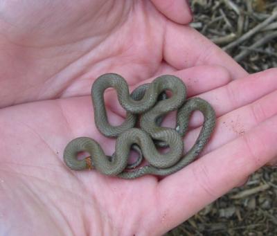 Ring Neck Snake