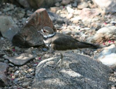 Killdeer (captive)