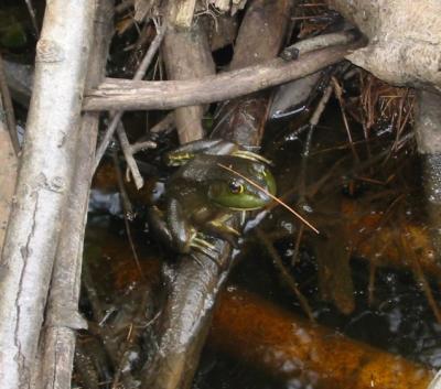 Horned Bullfrog