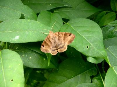 Unidentified Moth