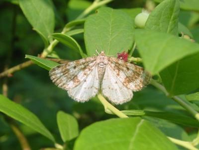 Unidentified Moth