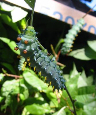 Cecropia Moth Caterpillar