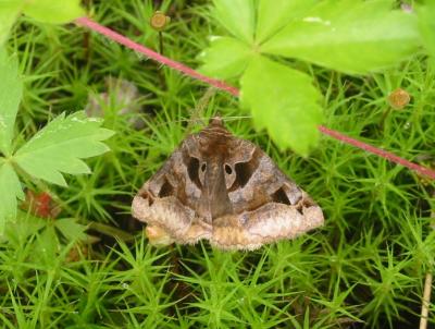 Unidentified Moth