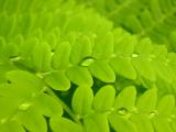 Unknown Fern