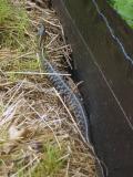Full Garter Snake