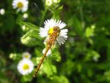 dragonfly2.jpg