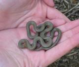 Ring Neck Snake