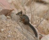 Cliff Chipmunk
