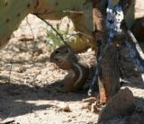 chipmunk.jpg