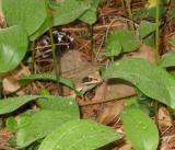 Wood Frog