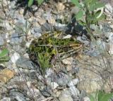 Leopard Frog