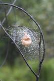 Argiope Egg Sac