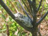 Gray Tree Frog