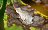 Spring Peeper