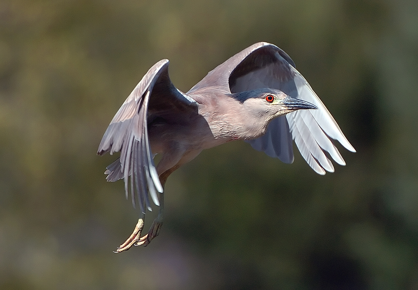 D2H_2454BCNHeron.jpg