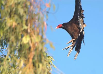 DSC_1003TurkeyVulture3.jpg