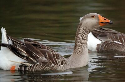 D2H_1584Goose.jpg