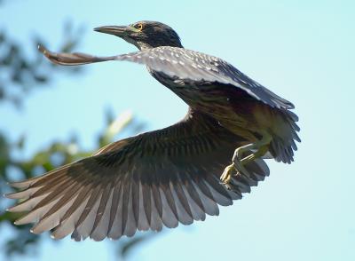 D2H_2267BCNHeron.jpg