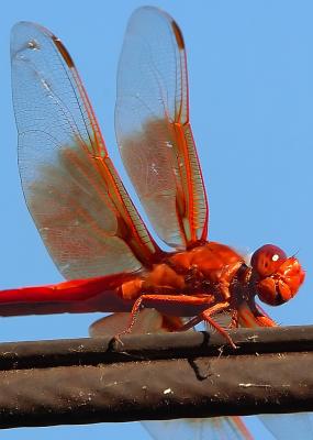 D2H_3343Dragonfly50Crop.jpg