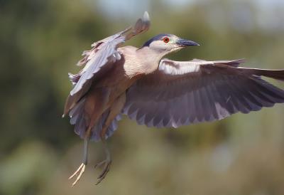 D2H_2356BCNHeron.jpg