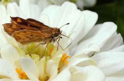 DSC_0706Moth.jpg