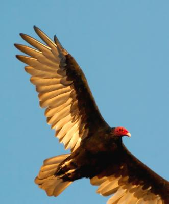 D2H_4471.TurkeyVulture.jpg