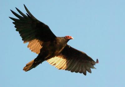 D2H_4470.TurkeyVulture.jpg