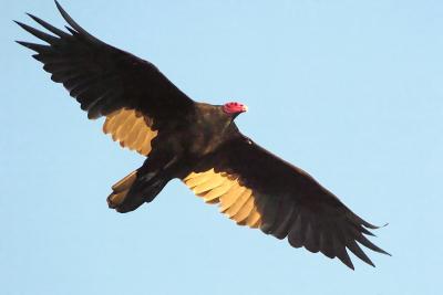 D2H_4469.TurkeyVulture.jpg