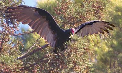 D2H_4391TurkeyVulture.jpg