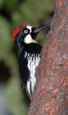 D2H_5041Woodpecker.jpg