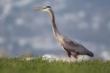 D2H_0365GBHeron.jpg