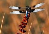 D2H_3049Dragonfly.jpg