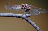 D2H_3062DragonflyCrop50.jpg