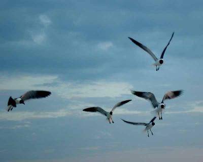 Sea Gulls at Beach.jpg