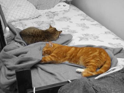 Sleeping cats.jpg