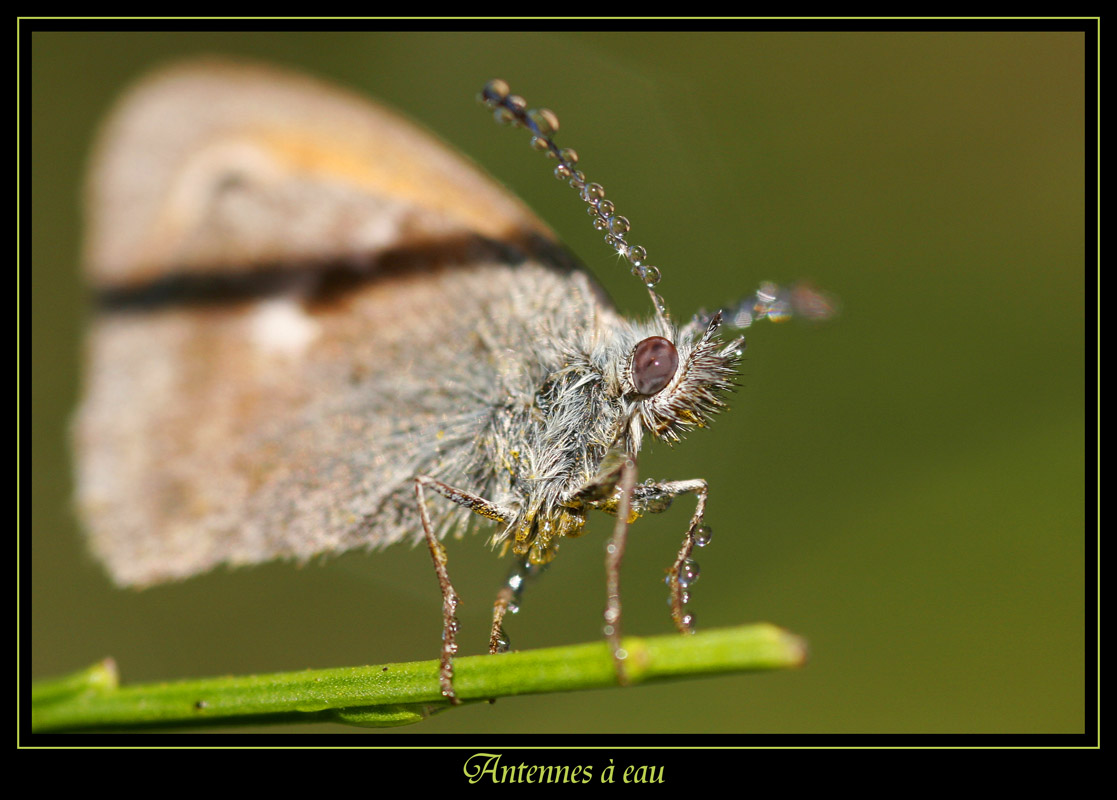 Insectes 4