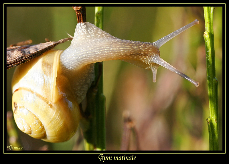 Escargot